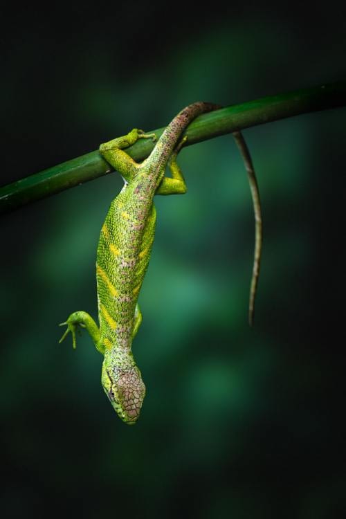Multi-coloured Tree Lizard (Polychrus marmoratus) trying to avoid falling Multi-coloured Tree Lizard (Polychrus marmoratus) trying to avoid falling