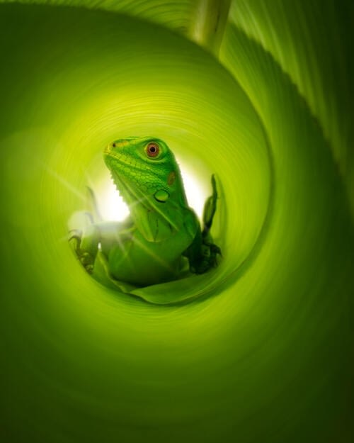 Jeune iguane vert (Iguana iguana) à l'intérieur d'une feuille de bananier enroulée Jeune iguane vert (Iguana iguana) à l'intérieur d'une feuille de bananier enroulée