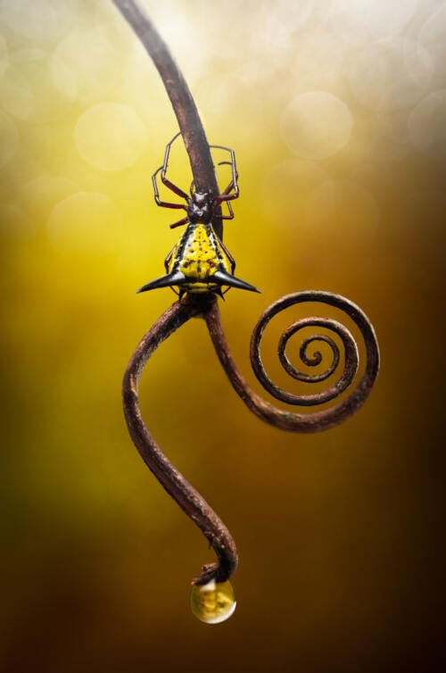 Joli spécimen d'araignée épineuse noire et jaune (genre Micrathena) sur une brindille tortueuse Joli spécimen d'araignée épineuse noire et jaune (genre Micrathena) sur une brindille tortueuse