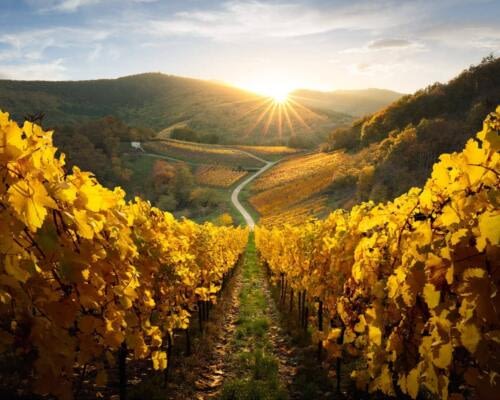 Tarde de otoño en las colinas vitícolas de Andlau, bañadas por el sol Tarde de otoño en las colinas vitícolas de Andlau, bañadas por el sol