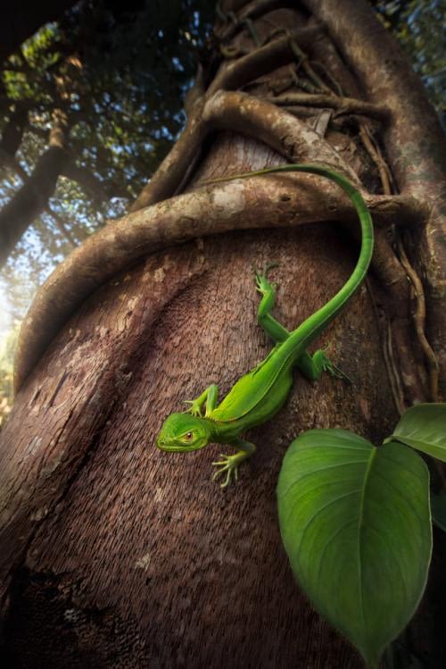 Young Green Iguana (Iguana iguana) going down from a tree Young Green Iguana (Iguana iguana) going down from a tree