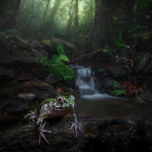 After its bath, this Carmelita's Rain Frog (Pristimantis carmelitae) is resting outside the pond After its bath, this Carmelita's Rain Frog (Pristimantis carmelitae) is resting outside the pond