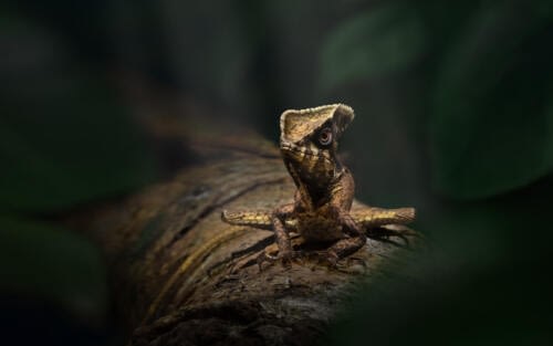 Fascinant Iguane Casqué (Corytophanes cristatus) se reposant sur une branche au sein de la végétation Fascinant Iguane Casqué (Corytophanes cristatus) se reposant sur une branche au sein de la végétation