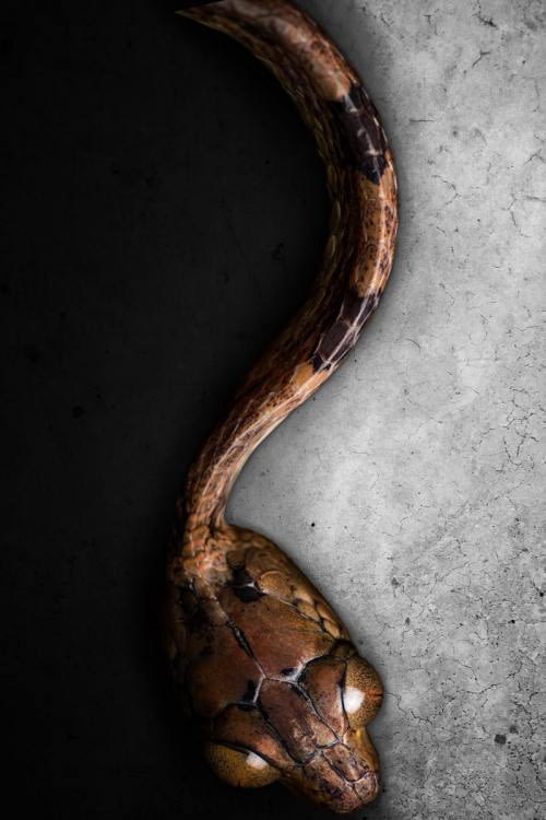 Chocoan Blunt-headed Vine Snake (Imantodes chocoensis) in a Yin and Yang version Chocoan Blunt-headed Vine Snake (Imantodes chocoensis) in a Yin and Yang version