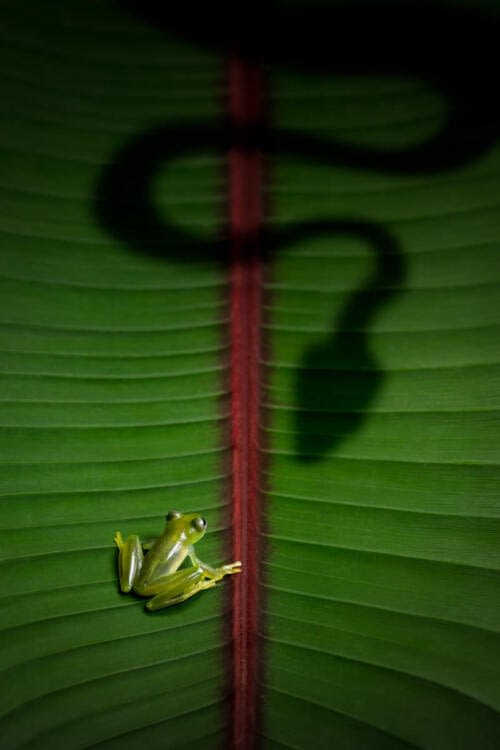 Petite grenouille de verre tranquillement assise sur une large feuille, suspectant l'arrivée d'un danger Petite grenouille de verre tranquillement assise sur une large feuille, suspectant l'arrivée d'un danger