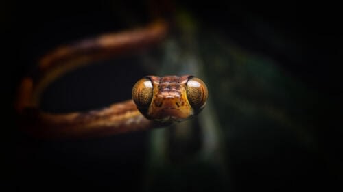 Vue frontale hypnotique d'un seprent liane du Chocó (Imantodes Chocóensis) Vue frontale hypnotique d'un seprent liane du Chocó (Imantodes Chocóensis)