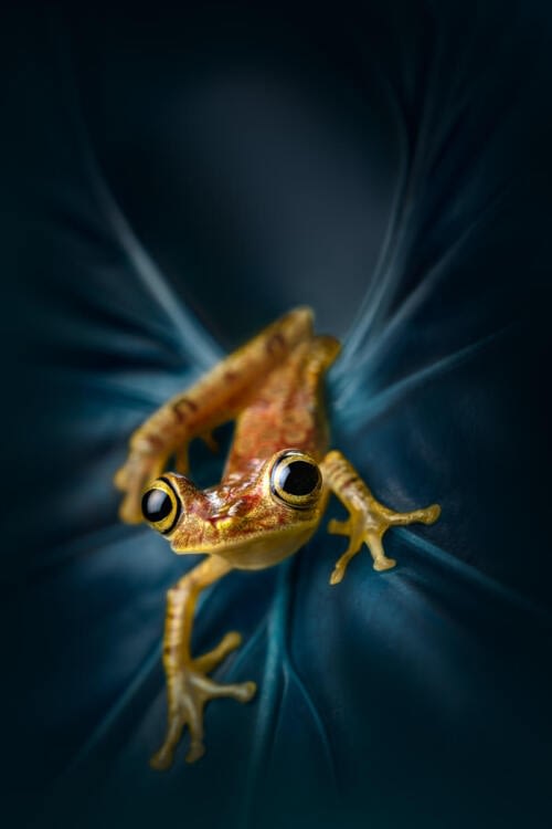 Version colorisée d'une grenouille arboricole Chachi (Boana picturata) Version colorisée d'une grenouille arboricole Chachi (Boana picturata)