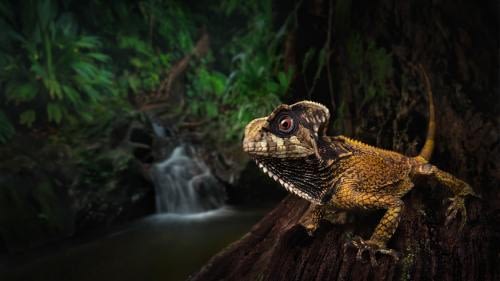 Impressive Smooth Helmeted Iguana (Corytophanes cristatus) standing at the entry of its garden Impressive Smooth Helmeted Iguana (Corytophanes cristatus) standing at the entry of its garden