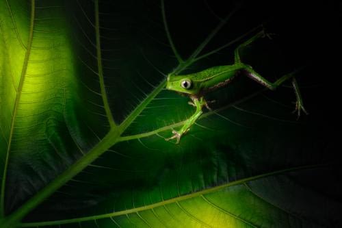 Awesome White-Lined Monkey Frog (Phyllomedusa vaillantii) on a leaf, spoted by the patrol Awesome White-Lined Monkey Frog (Phyllomedusa vaillantii) on a leaf, spoted by the patrol
