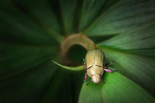 Golden beetle coming out of the darkness from a helicoidal leaf Golden beetle coming out of the darkness from a helicoidal leaf