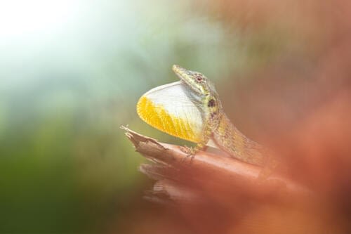 Anolis solitarius mâle, endémique de la Sierra Nevada de Santa Marta, déployant son fanon gulaire comme moyen de communication Anolis solitarius mâle, endémique de la Sierra Nevada de Santa Marta, déployant son fanon gulaire comme moyen de communication