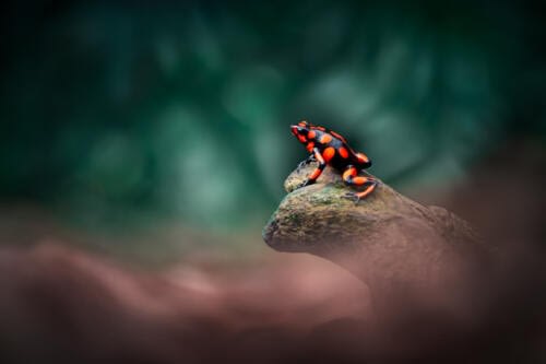 Splendide Dendrobatide (Oophaga histrionica) contemplant son petit royaume du haut d'une racine Splendide Dendrobatide (Oophaga histrionica) contemplant son petit royaume du haut d'une racine