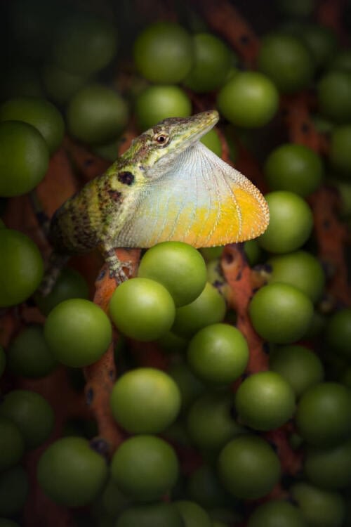Beau spécimen d'Anolis solitarius positionné sur une grappe de fruits de palmier et exhibant son splendide fanon gulaire Beau spécimen d'Anolis solitarius positionné sur une grappe de fruits de palmier et exhibant son splendide fanon gulaire