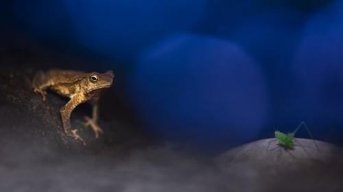 Misty duel at night, between a toad (Rhinella) and a grasshopper Misty duel at night, between a toad (Rhinella) and a grasshopper