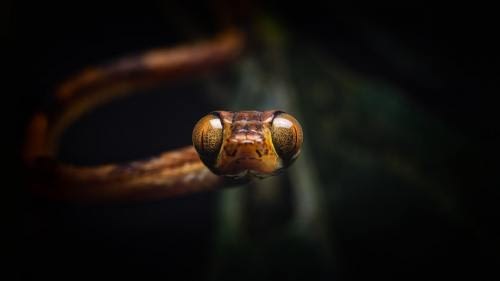 Hypnotic frontal view of a Chocóan Blunt-headed Vine Snake (Imantodes Chocóensis) Hypnotic frontal view of a Chocóan Blunt-headed Vine Snake (Imantodes Chocóensis)