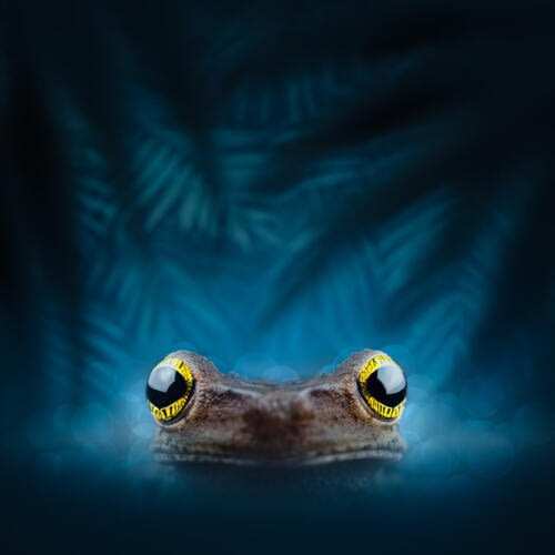 Les incroyables yeux jaunes de la grenouille arboricole Taurin à dos epineux (Osteocephalus taurinus) Les incroyables yeux jaunes de la grenouille arboricole Taurin à dos epineux (Osteocephalus taurinus)