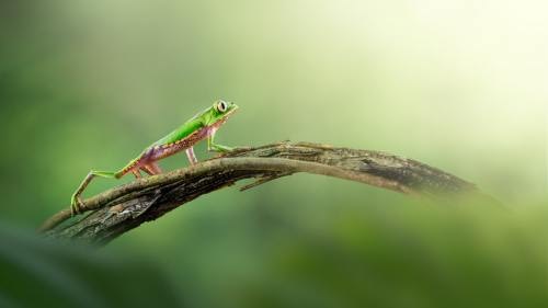 Amazing White-lined Monkey Frog (Phyllomedusa vaillantii) walking on a stick Amazing White-lined Monkey Frog (Phyllomedusa vaillantii) walking on a stick
