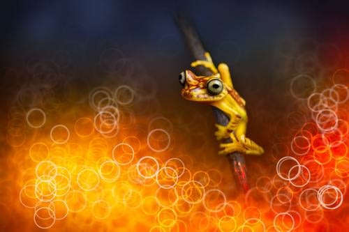Artistic and abstract vision of the Chachi Treefrog (Boana picturata), perched on a stick rising above a boilng magma Artistic and abstract vision of the Chachi Treefrog (Boana picturata), perched on a stick rising above a boilng magma