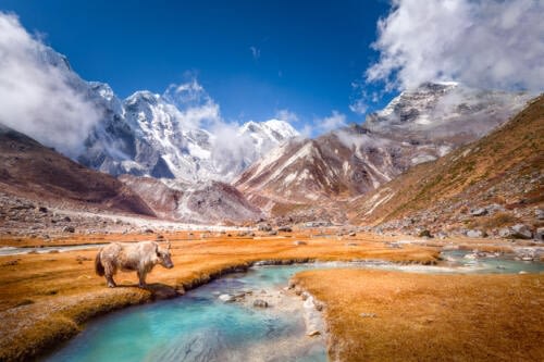 Yack s'abreuvant dans un petit cours d'eau des hauteurs de l'Himalaya Yack s'abreuvant dans un petit cours d'eau des hauteurs de l'Himalaya