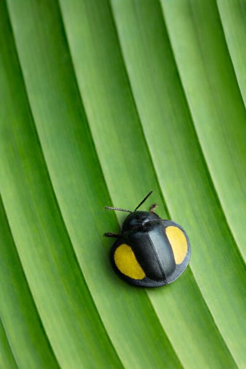 Scarabée tortue jaune et noir sur une feuille d'héliconia Scarabée tortue jaune et noir sur une feuille d'héliconia