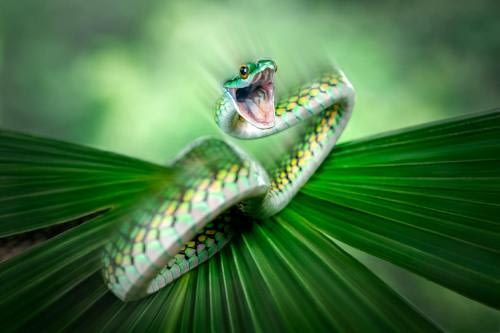 Beautiful specimen of Black-Skinned Parrot Snake (Leptophis nigromarginatus) adopting a defense posture Beautiful specimen of Black-Skinned Parrot Snake (Leptophis nigromarginatus) adopting a defense posture