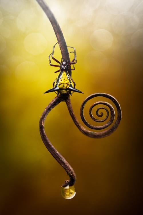 Beautiful black and yellow spiny orb weaver spider (Micrathena genus) on a twisted stick Beautiful black and yellow spiny orb weaver spider (Micrathena genus) on a twisted stick