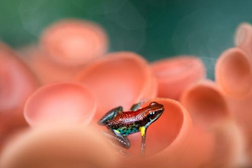 Wikiri Poison Frog (Ameerega bilinguis) on a red cup mushrooms carpet Wikiri Poison Frog (Ameerega bilinguis) on a red cup mushrooms carpet