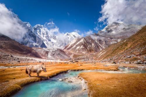 Yak drinking from a beautiful stream in high Himalayas Yak drinking from a beautiful stream in high Himalayas