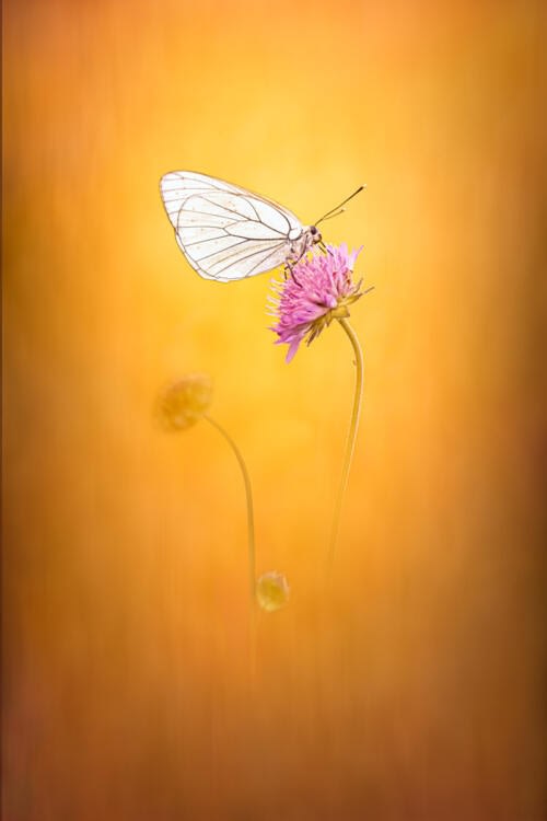 Blanca del majuelo (Aporia crataegi) sobre una flor de trébol Blanca del majuelo (Aporia crataegi) sobre una flor de trébol