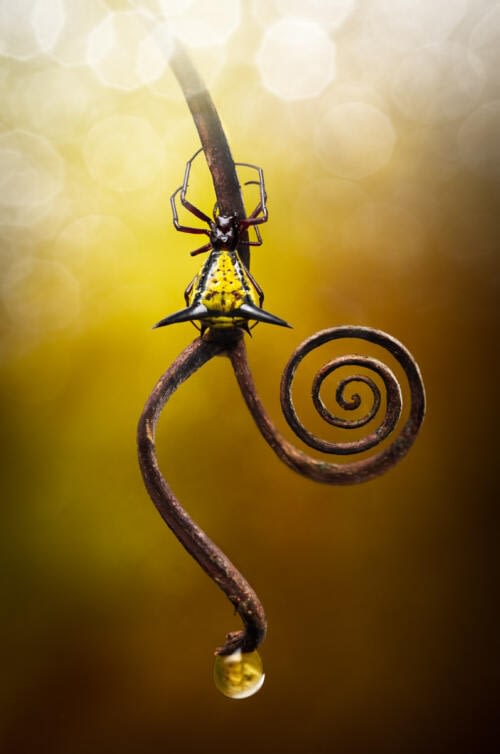 Beautiful black and yellow spiny orb weaver spider (Micrathena genus) on a twisted stick Beautiful black and yellow spiny orb weaver spider (Micrathena genus) on a twisted stick