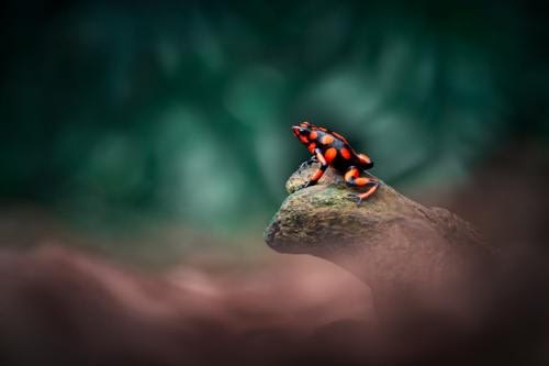 Splendid Poison Dart Frog (Oophaga histrionica) contemplating its little kingdom from a perch just above the ground Splendid Poison Dart Frog (Oophaga histrionica) contemplating its little kingdom from a perch just above the ground