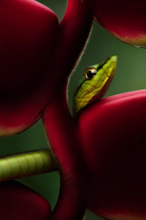 Portrait of a Cope's Vine Snake (Oxybelis brevirostris) enfatized by an Heliconia rostrata flower immersed in darkness Portrait of a Cope's Vine Snake (Oxybelis brevirostris) enfatized by an Heliconia rostrata flower immersed in darkness
