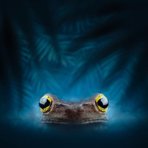 The incredible yellow eyes from the Taurine Spinyback Treefrog (Osteocephalus taurinus) The incredible yellow eyes from the Taurine Spinyback Treefrog (Osteocephalus taurinus)