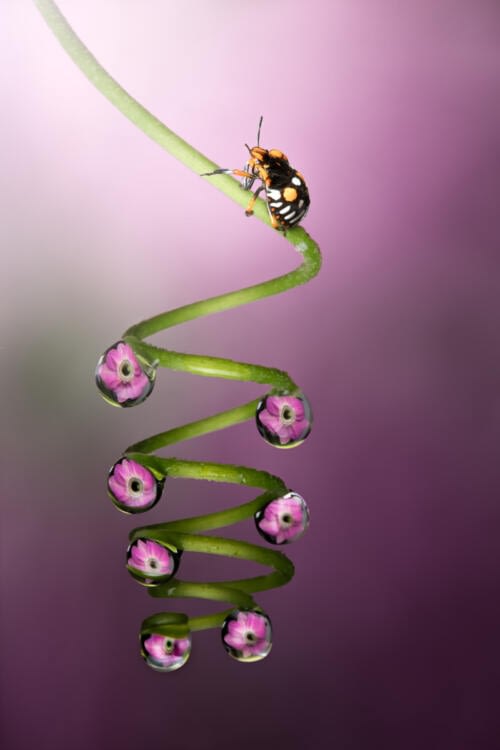 Juvenile bug walking on a vine gimlet decorated with droplets Juvenile bug walking on a vine gimlet decorated with droplets