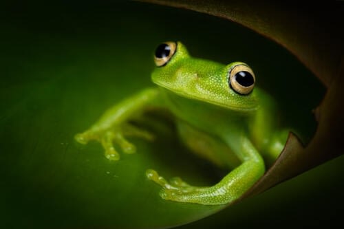 Grenouille arboricole verte à peau rugueuse (Boana cinerascens) dans une feuille enroulée Grenouille arboricole verte à peau rugueuse (Boana cinerascens) dans une feuille enroulée