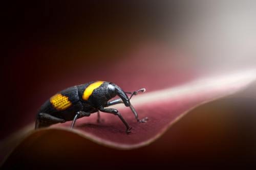 Black and yellow weevil on a young fern leaf Black and yellow weevil on a young fern leaf
