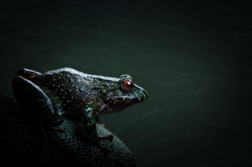 Perfilo oscuro de una rana verde endémica de la Sierra Nevada de Santa Marta en Colombia Perfilo oscuro de una rana verde endémica de la Sierra Nevada de Santa Marta en Colombia