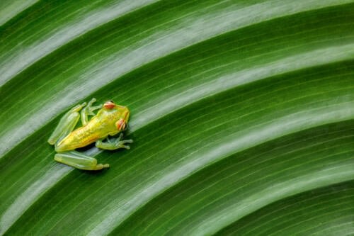 Vue plongeante graphique d'une Grenouille Arboricle de Palmier (Boana pellucens) sur une feuille nervurée Vue plongeante graphique d'une Grenouille Arboricle de Palmier (Boana pellucens) sur une feuille nervurée