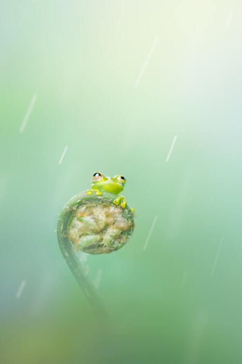 Charmante grenouille de verre perchée sur une crosse de fougère Charmante grenouille de verre perchée sur une crosse de fougère