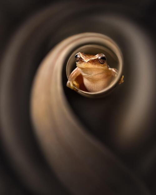 Petite grenouille (Dendrosophus mathiassoni) perchée sur une écorce sèche et enroulée Petite grenouille (Dendrosophus mathiassoni) perchée sur une écorce sèche et enroulée