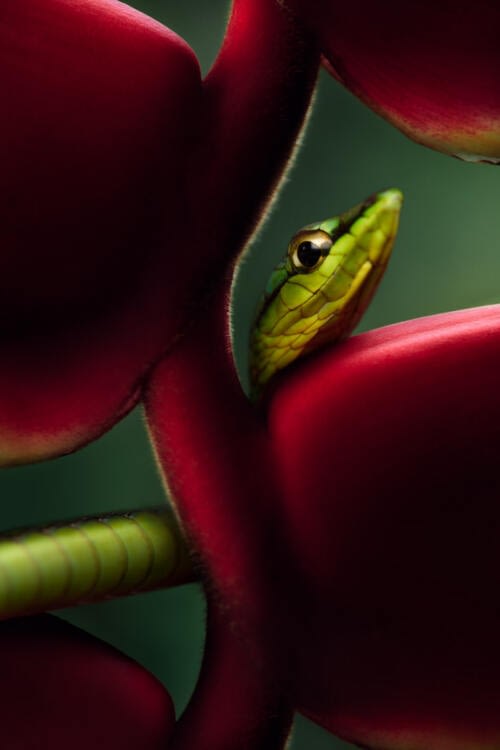 Portrait d'un Serpent Liane (Oxybelis brevirostris) mis en valeur par une fleur d'Heliconia rostrata plongée dans l'obscurité Portrait d'un Serpent Liane (Oxybelis brevirostris) mis en valeur par une fleur d'Heliconia rostrata plongée dans l'obscurité