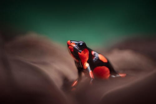 Fantastic Poison-Dart Frog (Oophaga histrionica) sitting on the ground, in a carpet of dead leaves Fantastic Poison-Dart Frog (Oophaga histrionica) sitting on the ground, in a carpet of dead leaves