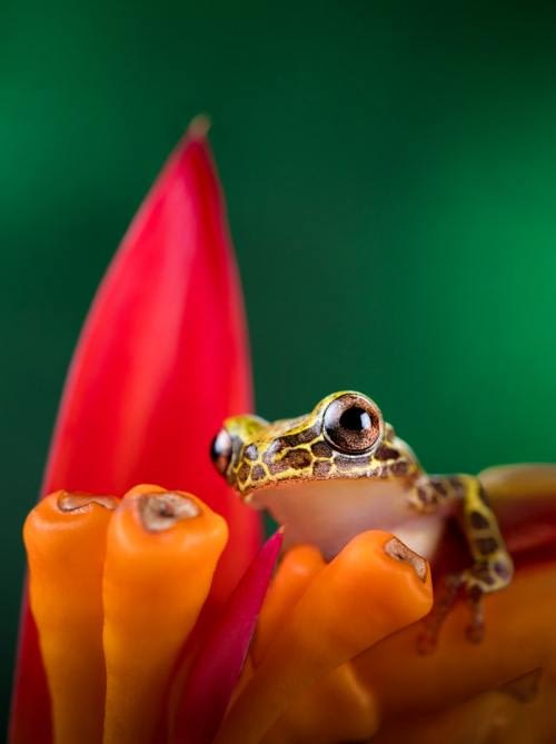 Giraf Frog (Dendropsophus reticulatus) posing on a Heliconia psittacorum flower Giraf Frog (Dendropsophus reticulatus) posing on a Heliconia psittacorum flower