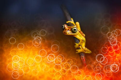 Vision artistique et abstraite d'une grenouille arboricole Chachi (Boana picturata), perchée sur un brindille emergeant du magma Vision artistique et abstraite d'une grenouille arboricole Chachi (Boana picturata), perchée sur un brindille emergeant du magma