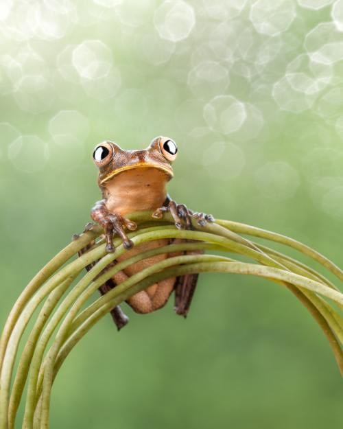 Troschel's Tree Frog (Boana calcarata) surrounded by shimmery bokeh Troschel's Tree Frog (Boana calcarata) surrounded by shimmery bokeh