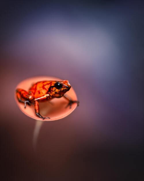 Petit Dendrobate vénéneux (Oophaga sylvatica) dans un champignon rouge en forme de coupe Petit Dendrobate vénéneux (Oophaga sylvatica) dans un champignon rouge en forme de coupe