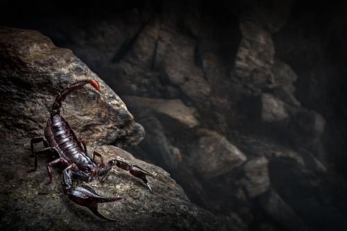 Impressive black scorpion adopting a defensive posture, standing on some rocks Impressive black scorpion adopting a defensive posture, standing on some rocks