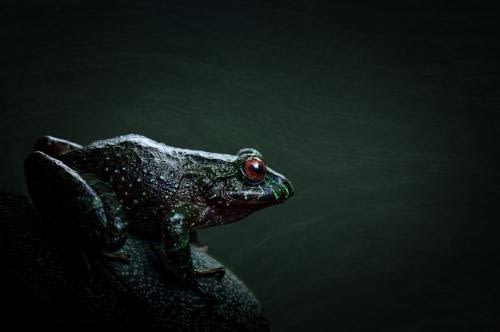 Dark profile of a Carmelita's Rain Frog (Pristimantis carmelitae), endemic specie of the Sierra Nevada of Santa Marta in Colombia Dark profile of a Carmelita's Rain Frog (Pristimantis carmelitae), endemic specie of the Sierra Nevada of Santa Marta in Colombia